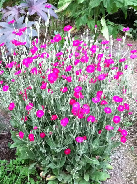 rose campion plant