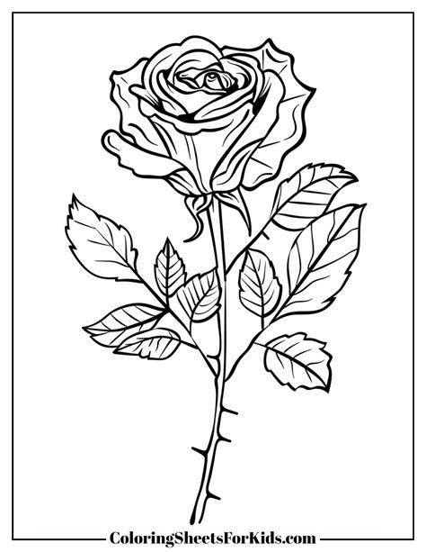 rose coloring paper
