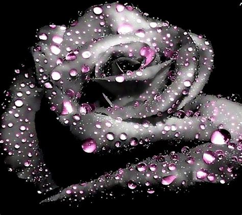 rose cool