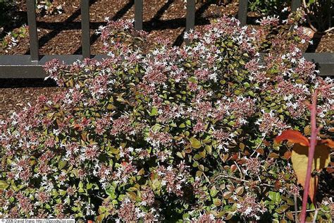 rose creek plant