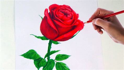 rose flower drawing with colour easy