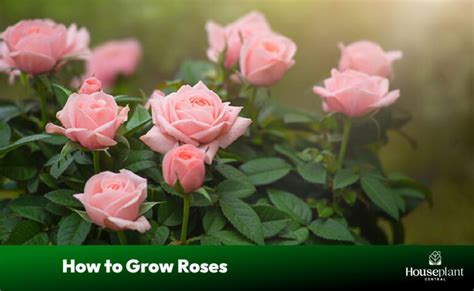 rose flowers growing together