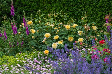 rose garden companion plants