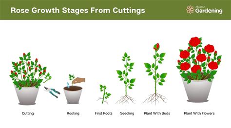 rose growth stages