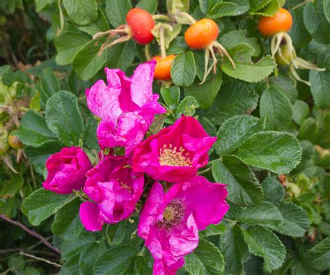 rose hips