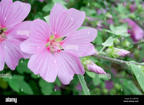 rose mallow lavatera