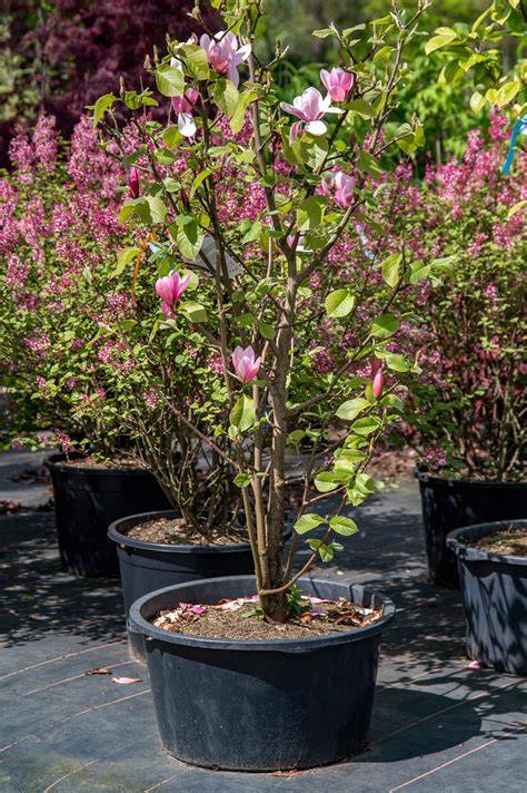 rose marie magnolia