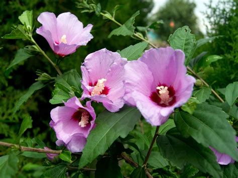 rose of sharon bush