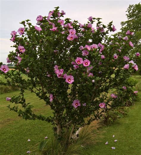 rose of sharon plant