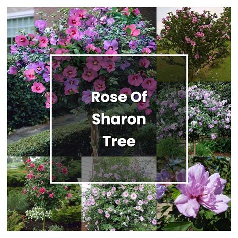 rose of sharon tree planting tips