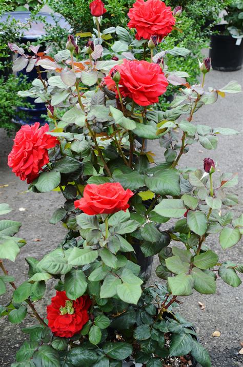 rose plant
