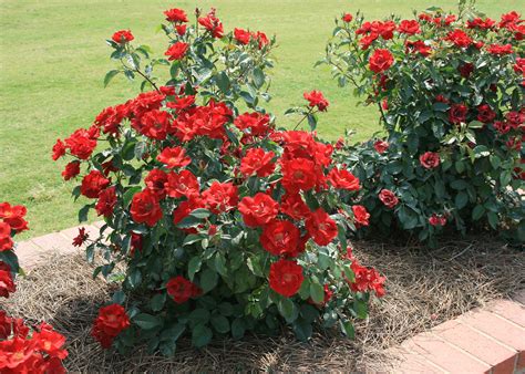 rose plants