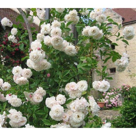 rose sombreuil
