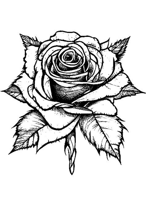 rose tattoo coloring pages