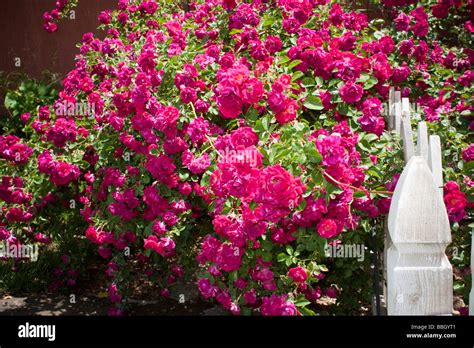 rose trailing