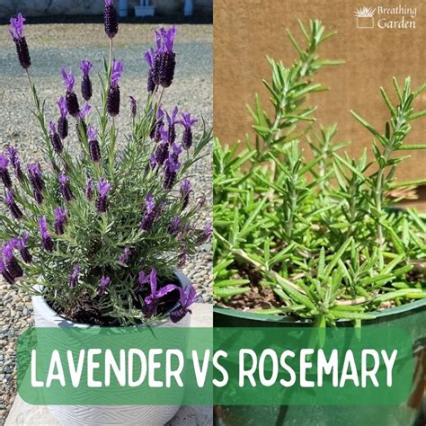 rosemary and lavender planted together