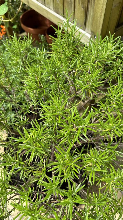 rosemary companion plants vegetables