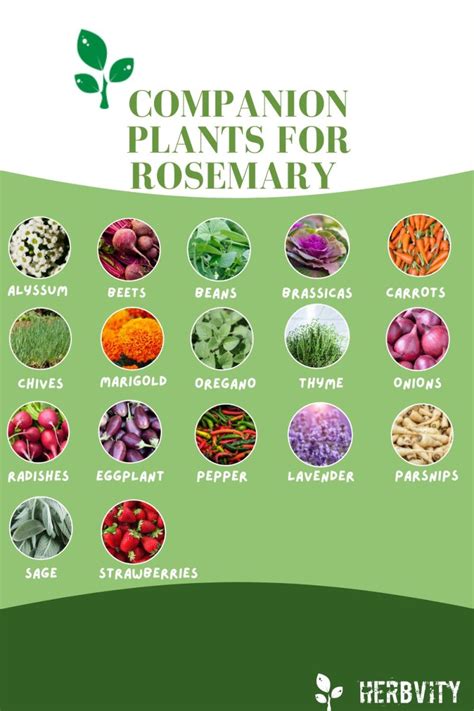 rosemary companion vegetables