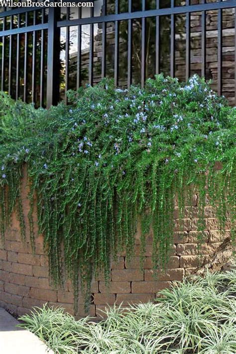 rosemary trailing