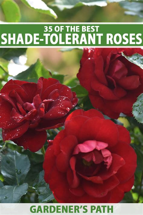 roses for partial shade