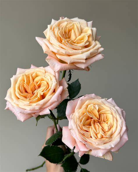 roses sweet
