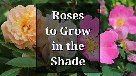 roses that grow in shade