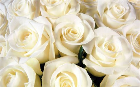 roses white