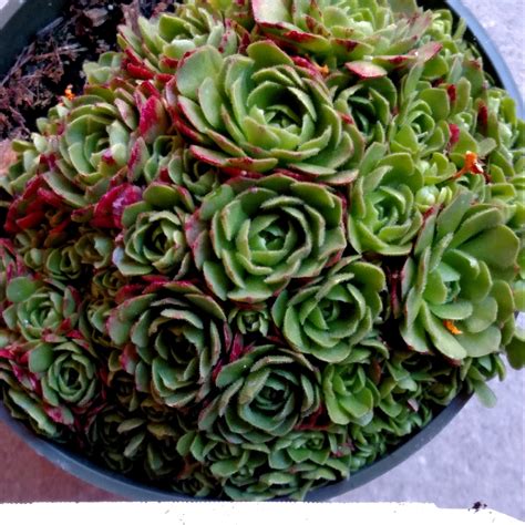 rosularia platyphylla