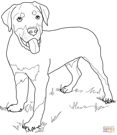 rottweiler coloring pages