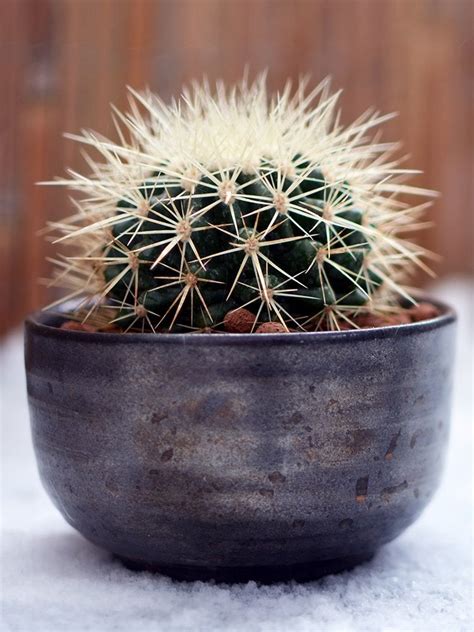 round cactus types