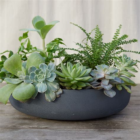 round succulent planter