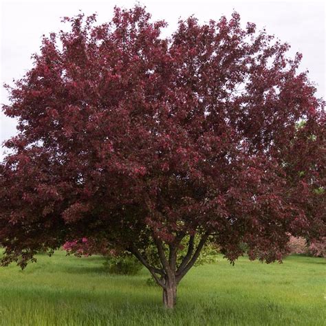 royalty crabapple
