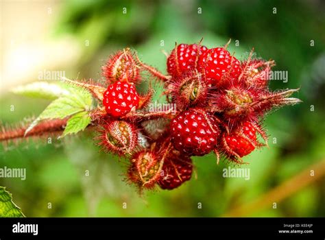 rubus phoenicolasius