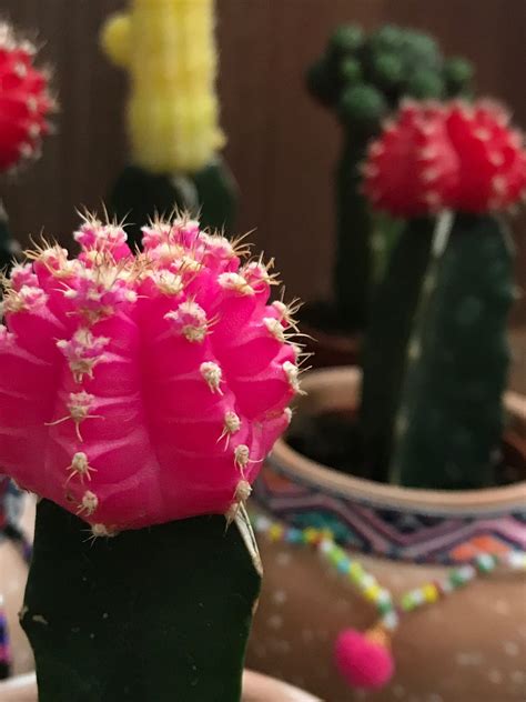 ruby ball cactus care