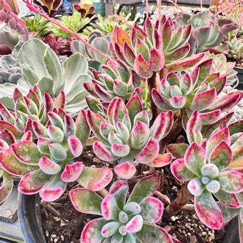 ruby slippers succulent