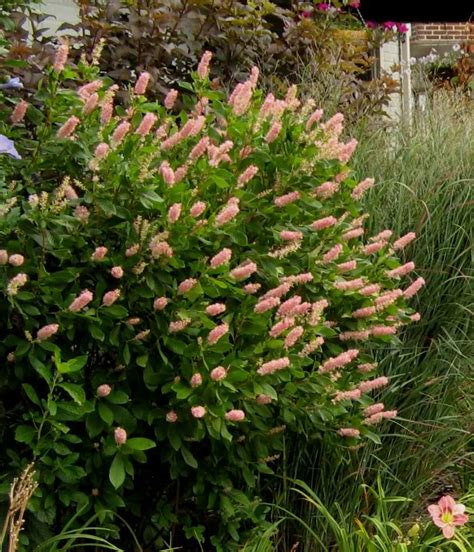ruby spice summersweet companion plants