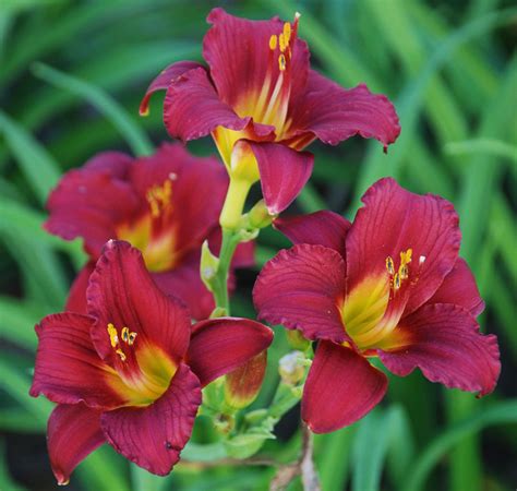 ruby stella daylily