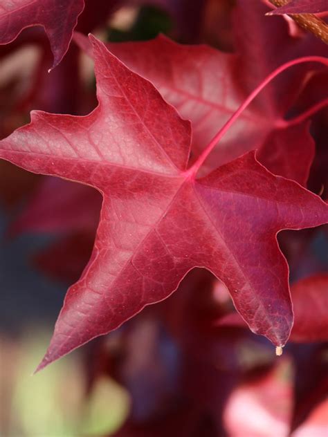 ruby sunset maple