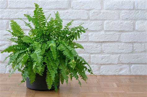 ruffle fern