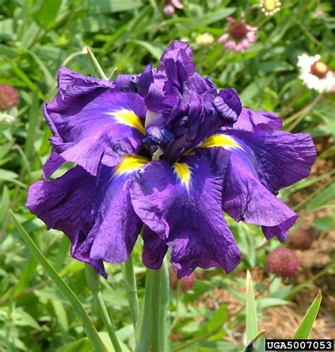 russian iris