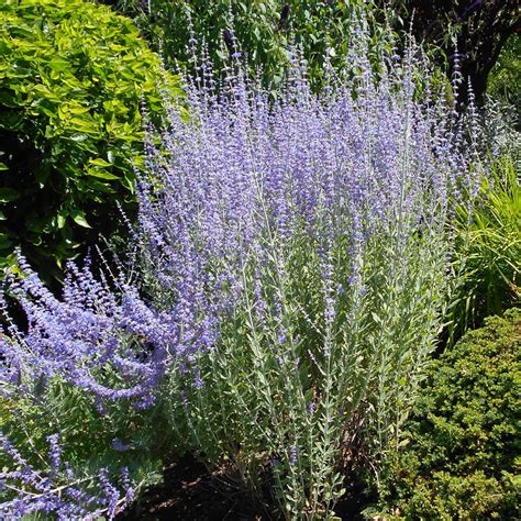 russian sage little spire companion plants