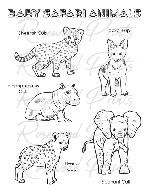 safari animal colouring pages