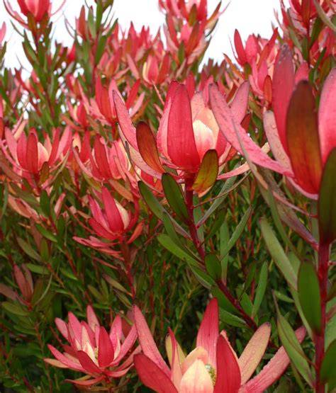 safari sunset leucadendron