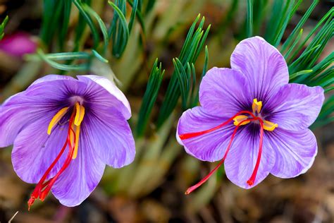 saffron plant flower