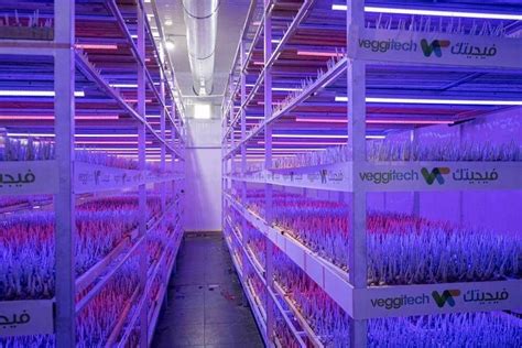 saffron vertical farming