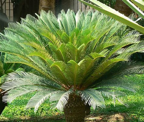 sago palm companion plants