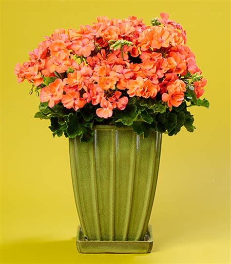 salmon geraniums