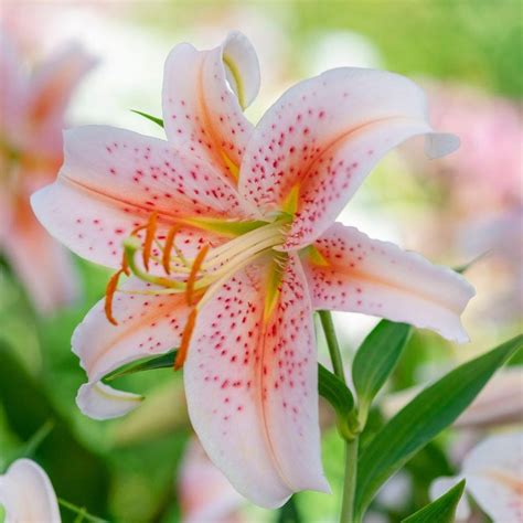 salmon star lily