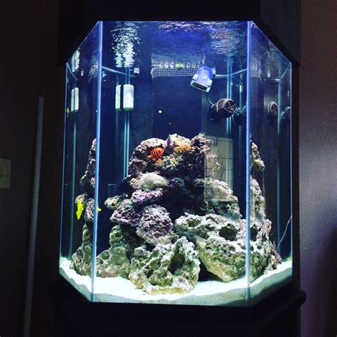 Saltwater Fish Tanks for Sale