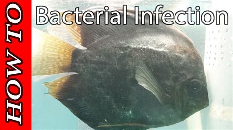 saltwater fish viral infection